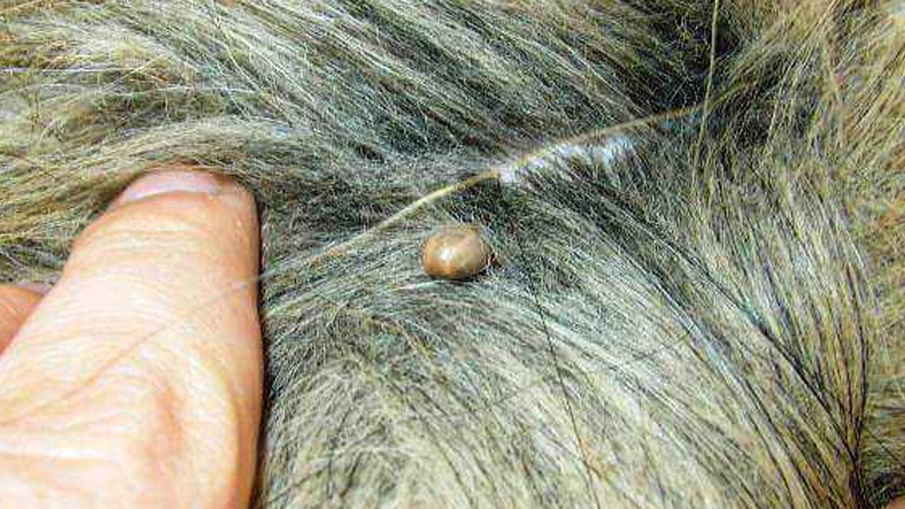 Halk sağlığı tehdidi büyüyor! Lyme hastalığı: Kene aşısı çalışmalarında ne yaptılar? 