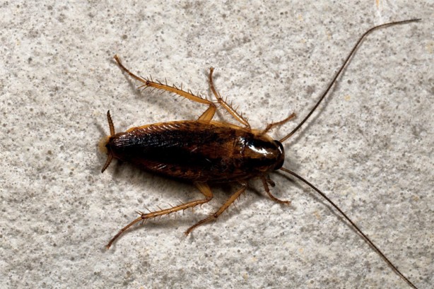 Foto - Hamam böceğinin kökünü kazıyan yöntem! Sadece 5 dakika sürüyor