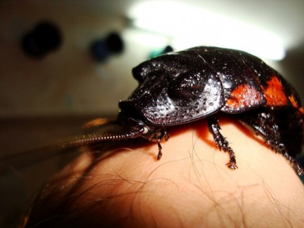 Foto - Hamam böceğinin tanesi 4 lira!