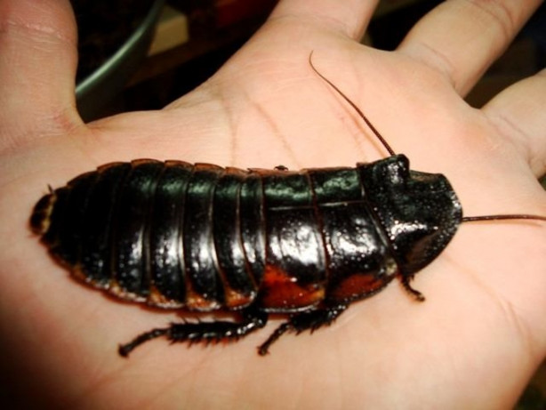 Foto - Hamam böceğinin tanesi 4 lira!