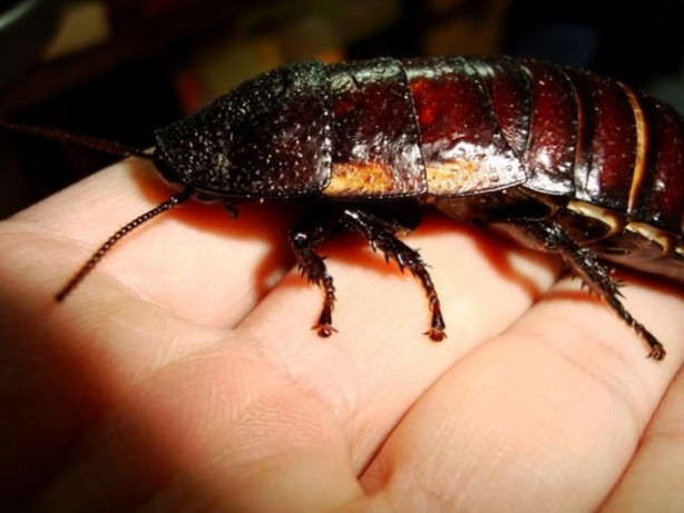 Foto - Hamam böceğinin tanesi 4 lira!