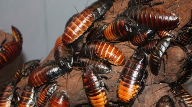 Hamam böceğinin tanesi 4 lira!