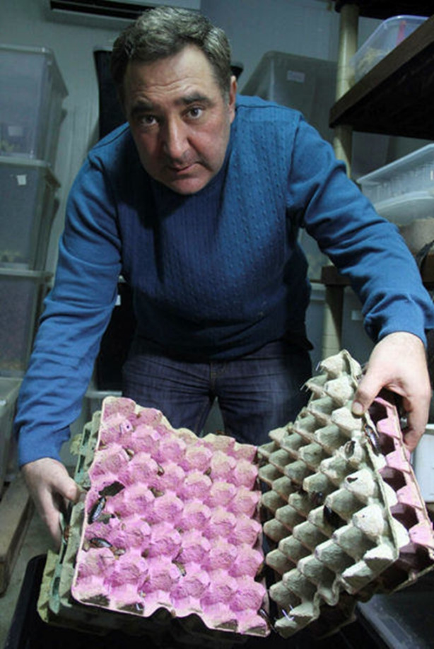 Foto - Hamam böceğinin tanesi 4 lira!