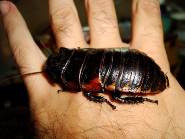Foto - Hamam böceğinin tanesi 4 lira!