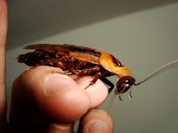 Foto - Hamam böceğinin tanesi 4 lira!