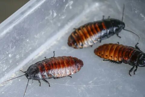 Foto - Hamam böcekleri bu yüzden evlere geliyormuş! İşte haşerelerden kurtulmanın çözümü...