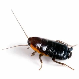 Foto - Hamam böcekleri bu yüzden evlere geliyormuş! İşte haşerelerden kurtulmanın çözümü...