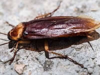 Foto - Hamam böcekleri kaçacak delik arayacak! Bunu mutfağa koyun, canına okuyor! Öyle bir topuklayacaklar ki…