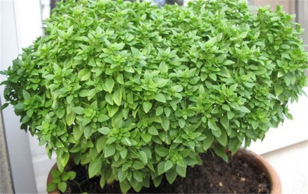 Foto - Hamam böceklerinden kurtulmanın doğal yolları