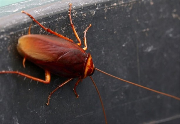 Hamam böceklerinden kurtulmanın doğal yolları