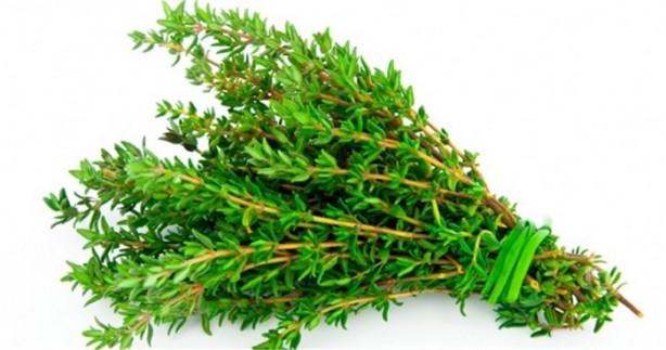 Foto - Hamam böceklerinden kurtulmanın doğal yolları