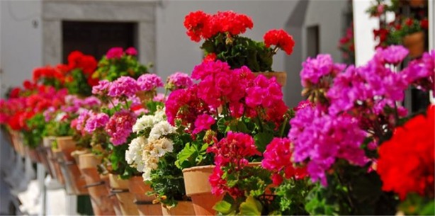 Foto - Hamam böceklerinden kurtulmanın doğal yolları