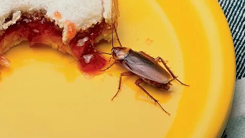 Foto - Hamam böceklerini tir tir titreten bitki! Mutfağa koyun gerisine karışmayın