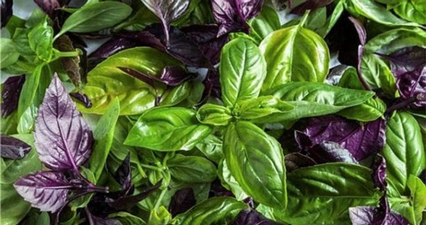 Foto - Hamam böceklerini tir tir titreten bitki! Mutfağa koyun gerisine karışmayın