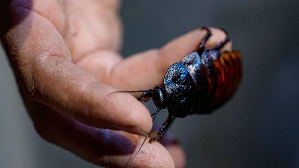 Hamam böceklerini tir tir titreten bitki! Mutfağa koyun gerisine karışmayın
