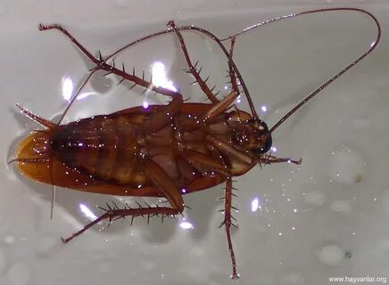 Foto - Hamam böceklerinin kökünü kurutan yöntem! Mutfağa koyup gidin