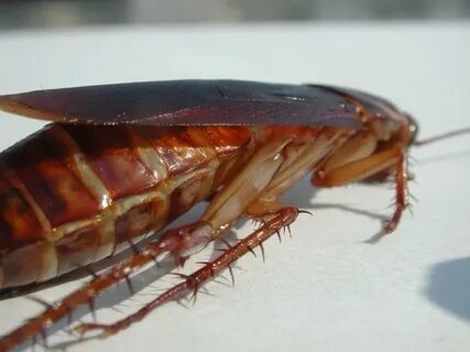 Hamam böceklerinin kökünü kurutan yöntem! Mutfağa koyup gidin