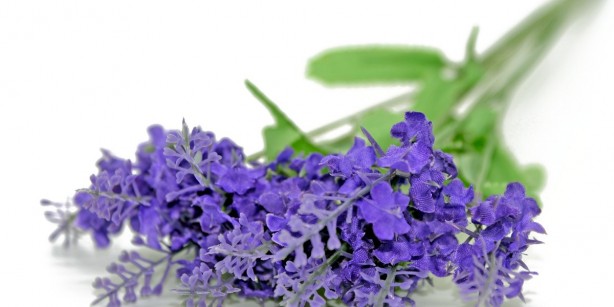 Foto - Hamam böceklerinin kökünü kurutan yöntem! Mutfağa koyup gidin