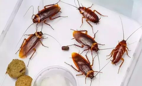 Foto - Hamam böceklerinin neye geldiği belli oldu! Evinizden hemen uzaklaştırın