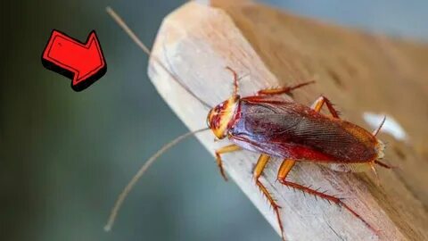 Hamam böceklerinin neye geldiği belli oldu! Evinizden hemen uzaklaştırın