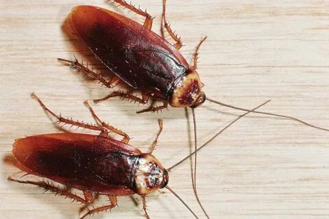 Foto - Hamam böceklerinin neye geldiği belli oldu! Evinizden hemen uzaklaştırın