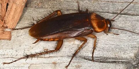 Foto - Hamam böceklerinin neye geldiği belli oldu! Evinizden hemen uzaklaştırın