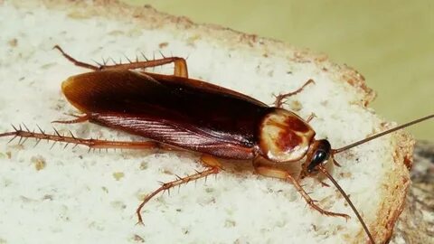 Foto - Hamam böceklerinin neye geldiği belli oldu! Evinizden hemen uzaklaştırın