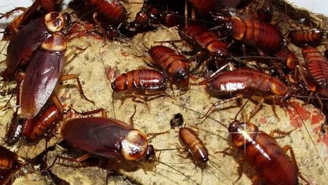 Foto - Hamam böceklerinin neye geldiği belli oldu! Evinizden hemen uzaklaştırın