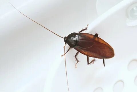 Foto - Hamam böceklerinin neye geldiği belli oldu! Evinizden hemen uzaklaştırın