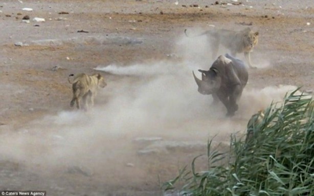 Foto - Hamile gergedan aslanların saldırısına uğradı