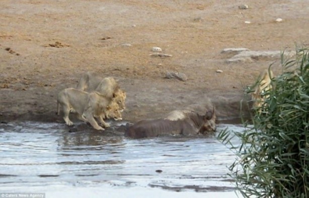 Foto - Hamile gergedan aslanların saldırısına uğradı