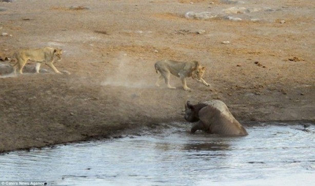 Foto - Hamile gergedan aslanların saldırısına uğradı