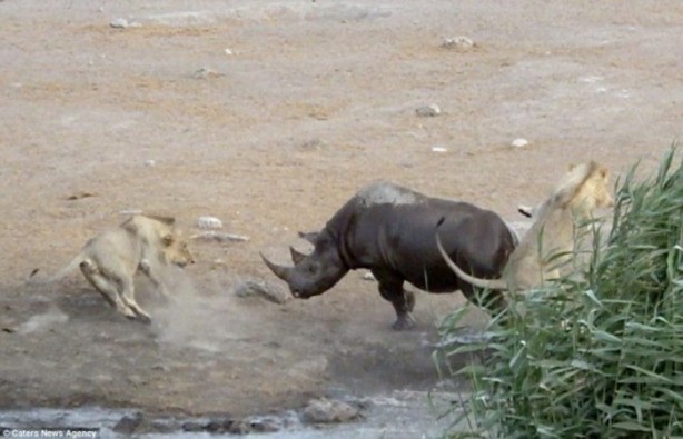 Foto - Hamile gergedan aslanların saldırısına uğradı