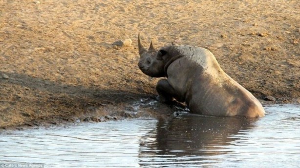 Foto - Hamile gergedan aslanların saldırısına uğradı