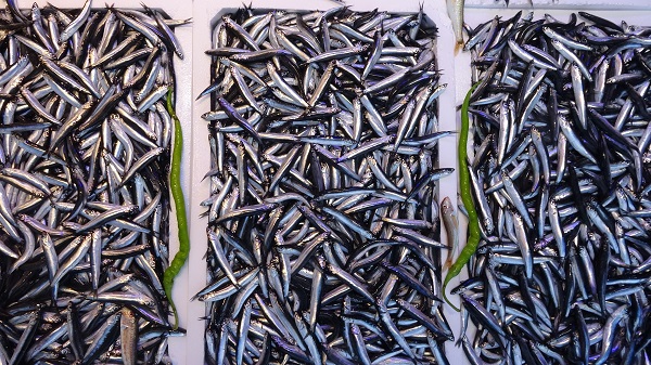 Foto - Hamsi bolluğu fiyatlara yansıdı