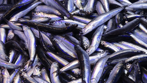 Hamsi bolluğu fiyatlara yansıdı