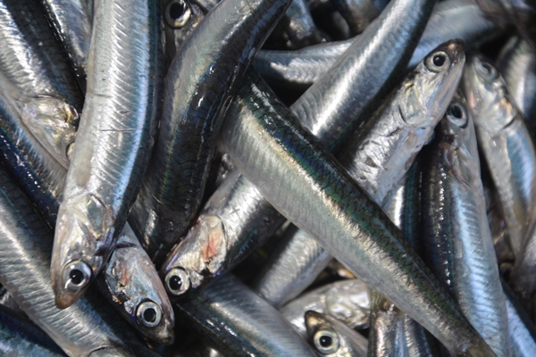 Foto - Hamsi tezgahların gözdesi oldu