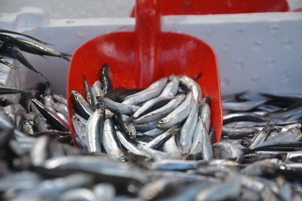 Foto - Hamsi tezgahların gözdesi oldu
