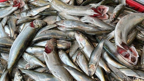 Hamsiden sonra tezgahların yeni gözdesi