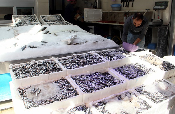 Foto - Hamsinin fiyatı düştü