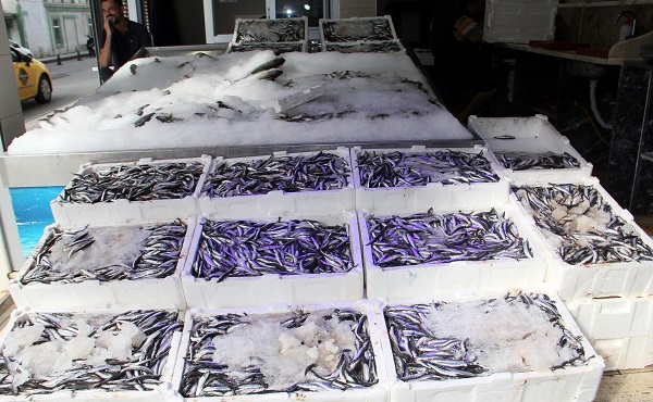 Foto - Hamsinin fiyatı düştü