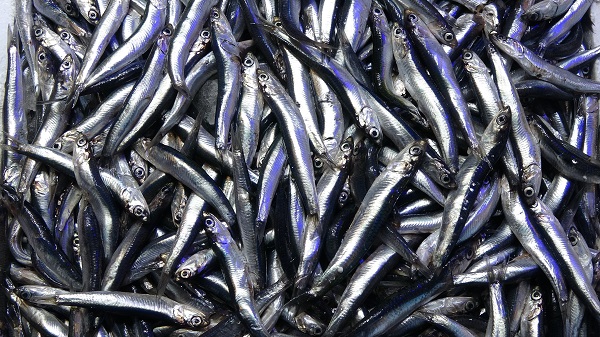 Hamsinin kilosu cep yakıyor