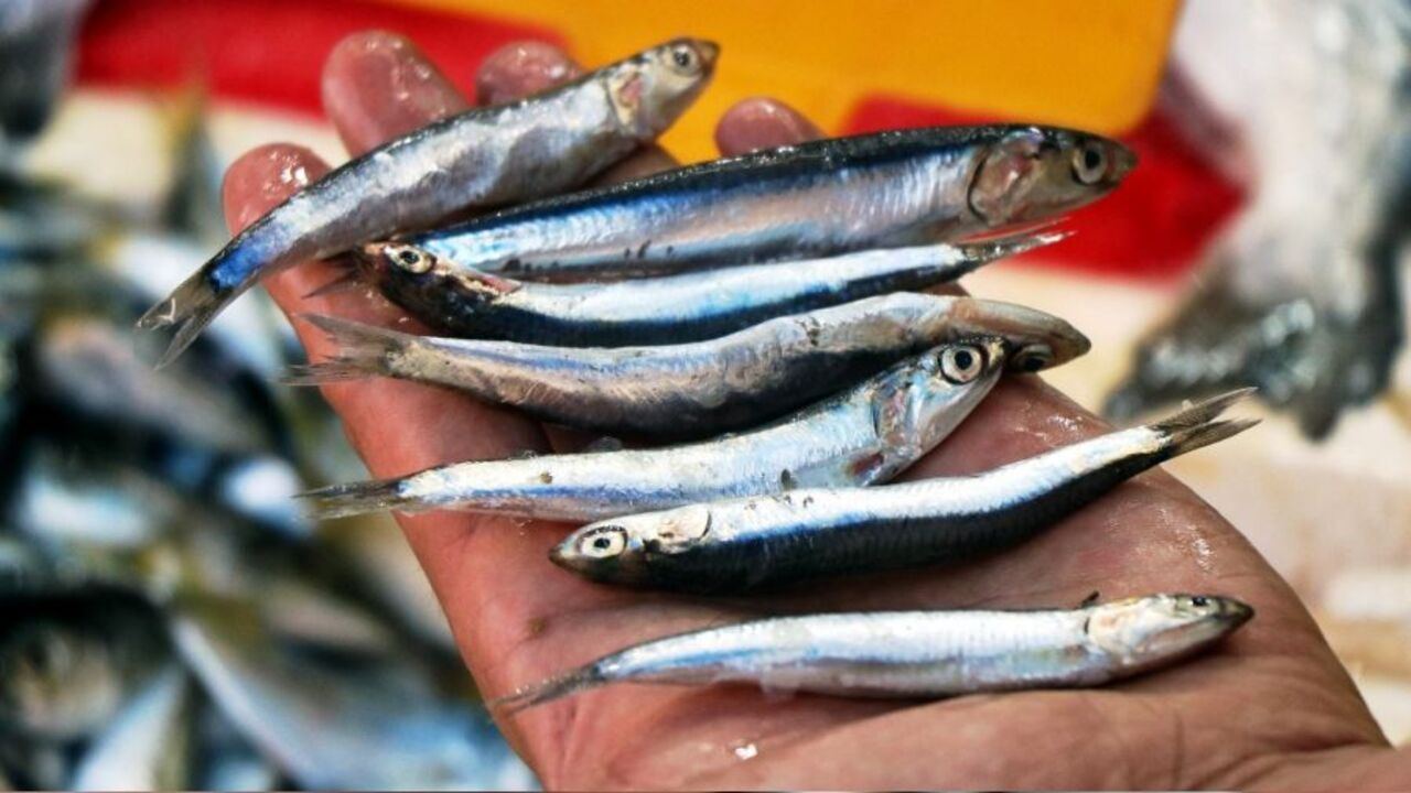 Foto - Hamsiye zam geldi!