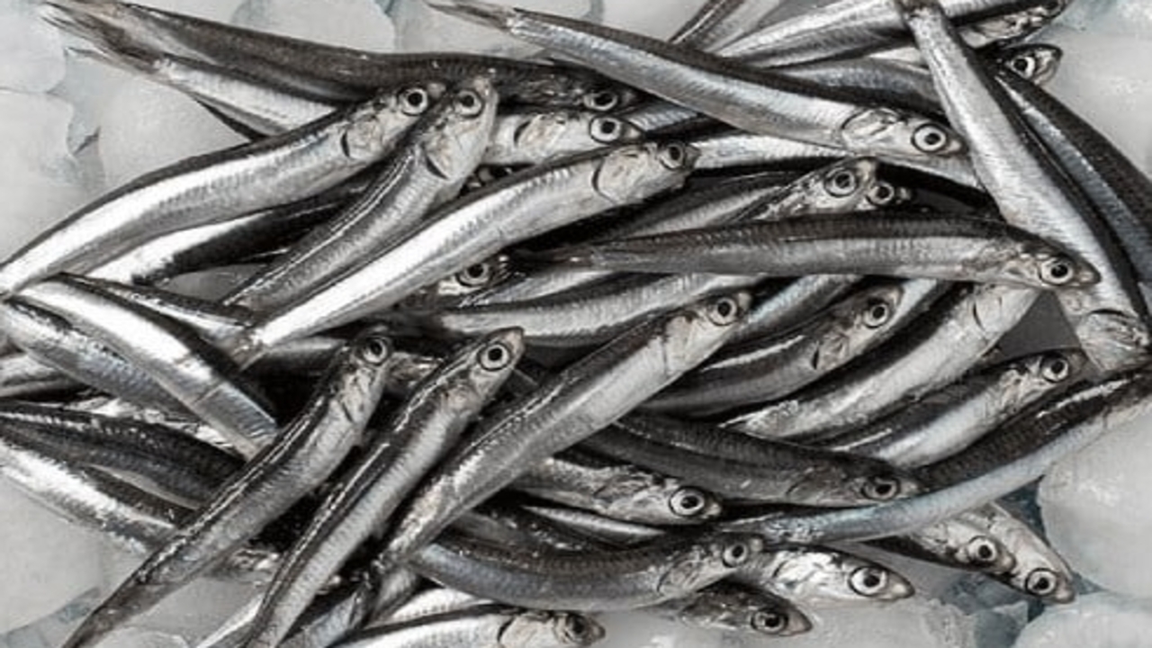 Foto - Hamsiye zam geldi!