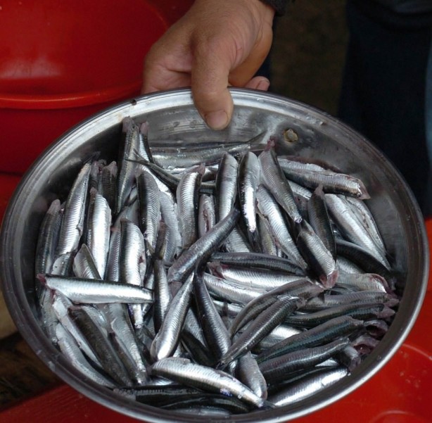 Hamsiyi kılçığıyla yerseniz bakın ne oluyor! Uzman önerisi