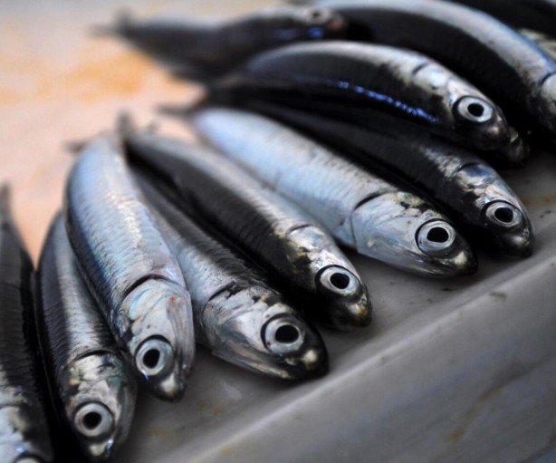 Foto - Hamsiyi kılçığıyla yerseniz bakın ne oluyor! Uzman önerisi