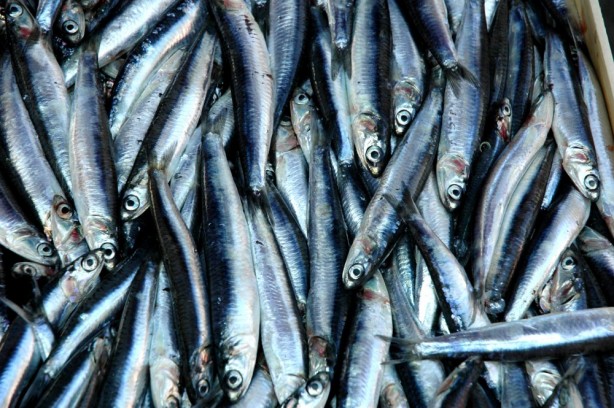 Foto - Hamsiyi kılçığıyla yerseniz bakın ne oluyor! Uzman önerisi