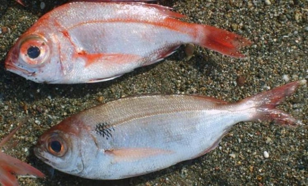 Foto - Hangi ayda hangi balık yenmeli?