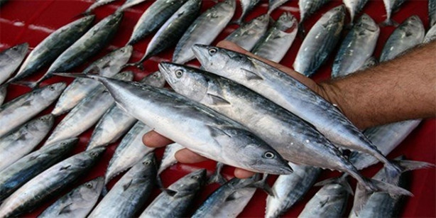 Foto - Hangi ayda hangi balık yenmeli?