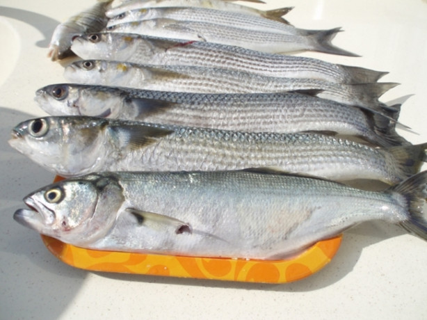 Foto - Hangi ayda hangi balık yenmeli?